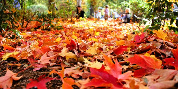 Wind with leaves. Windy weather. Weather forecast for the autumn